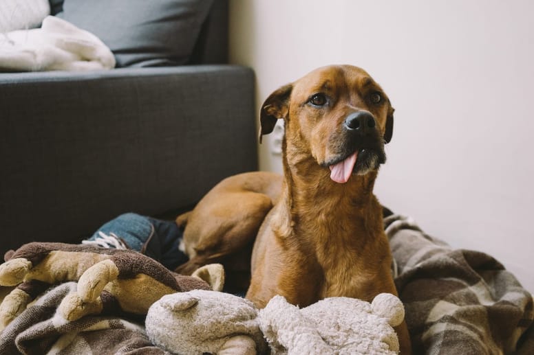 The best dog bed in the best place. 