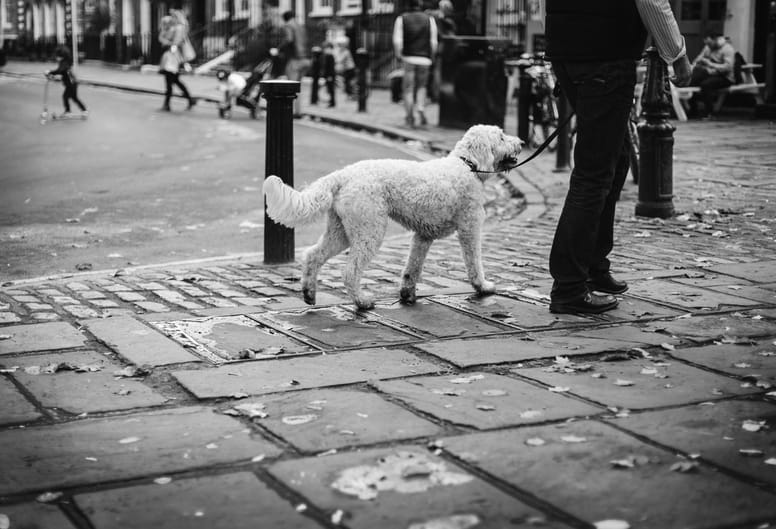 Walking your dog properly earns a dog's trust.