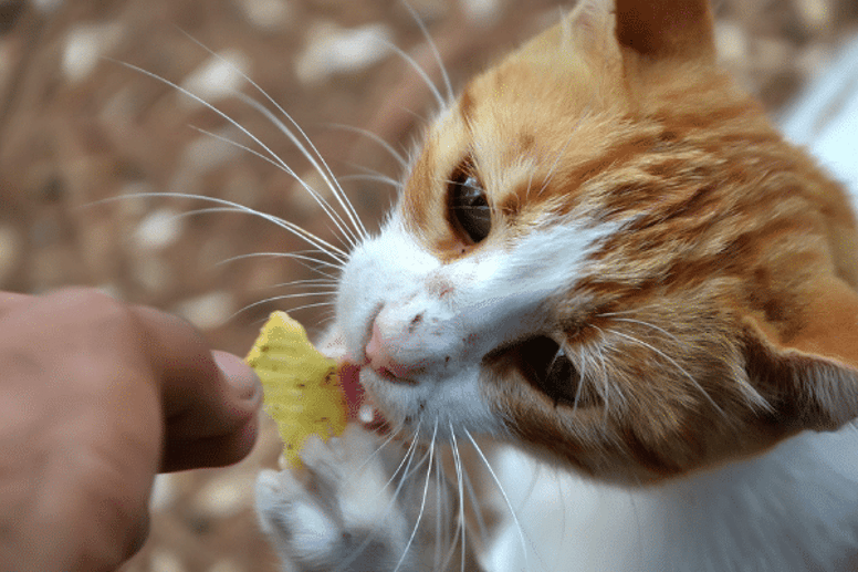 Give your shy cat a treat