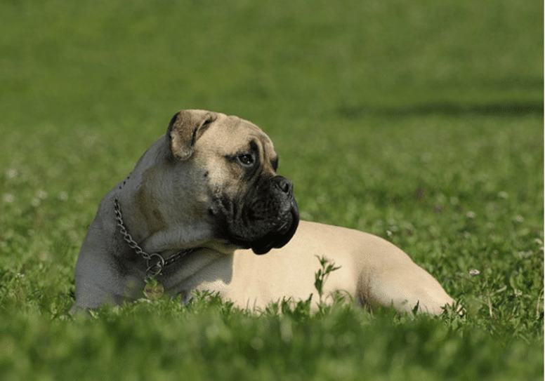 best guard dogs