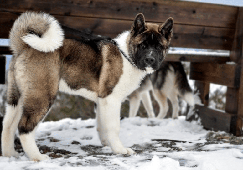 Akita guard dog