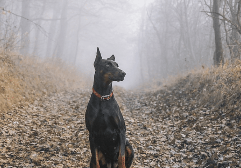 best guard dog breeds