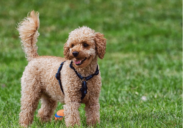 poodles are great with children