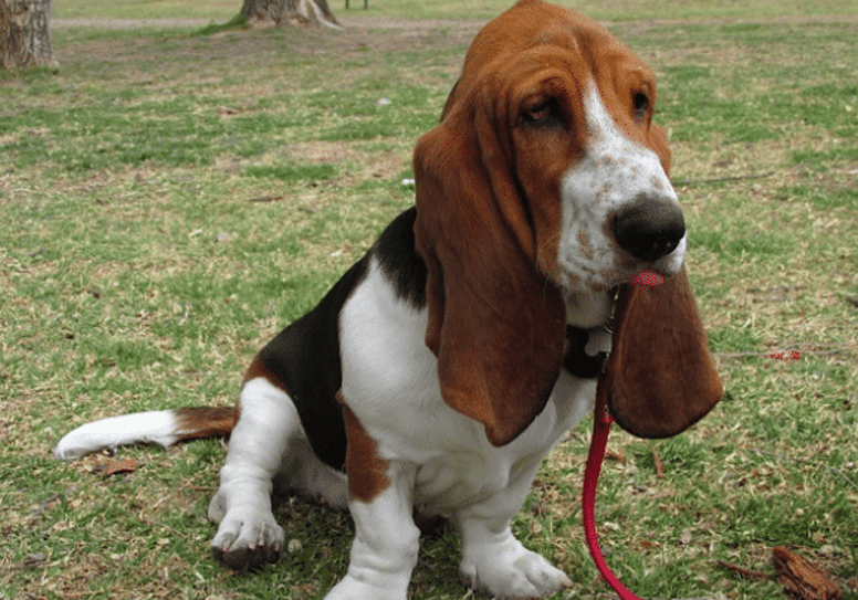 basset hounds can be left alone during the day