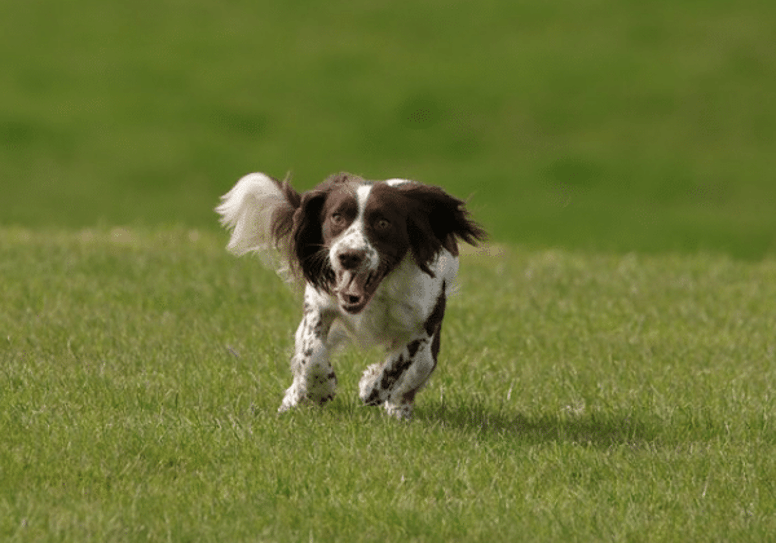 good dogs for first time owners