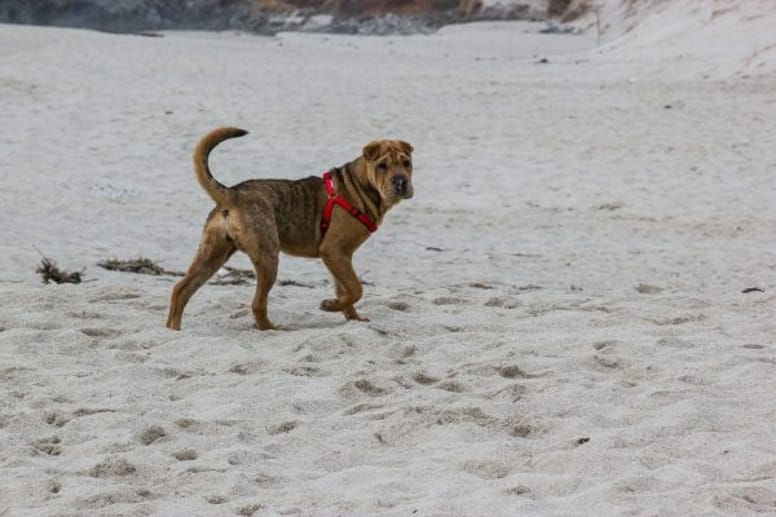 Shar Pei dog.