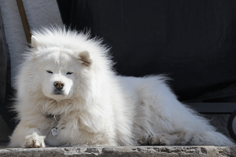 Samoyed Dog - Everything About Big White Fluffy Dogs 