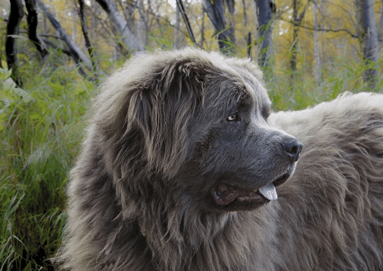 Largest fluffiest dog store breed