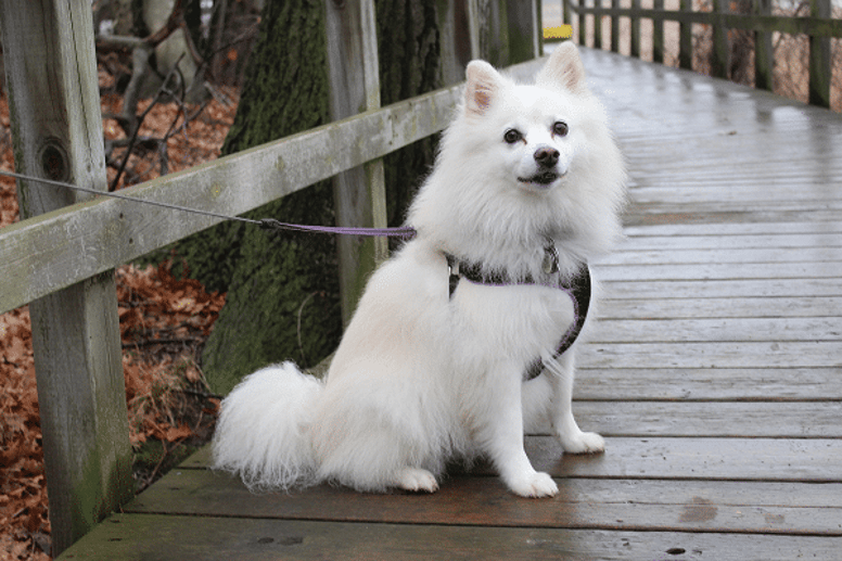 The top 10 of big fluffy dogs