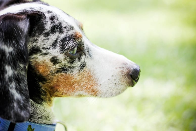 How long can a dog live with arthritis? 