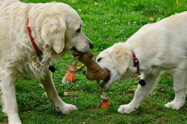 Dog periods cause behavioural changes. 