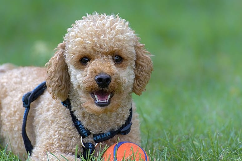 Smart breeds of dog need stimulation. 