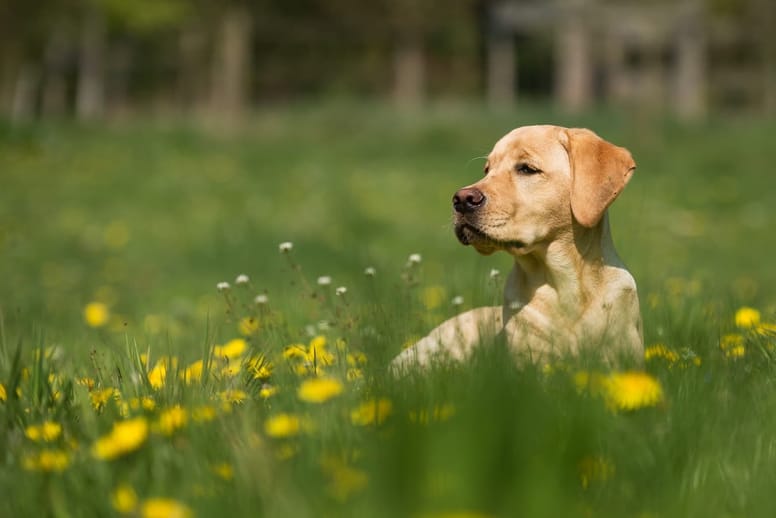 Knowing where ticks like to live will help to prevent bites. 