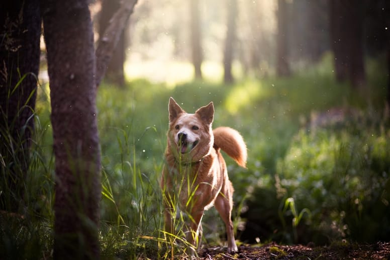 Know how to properly remove a tick. 