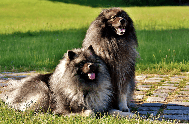 The top 10 of big fluffy dogs