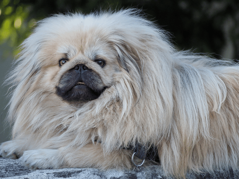 The top 10 of big fluffy dogs