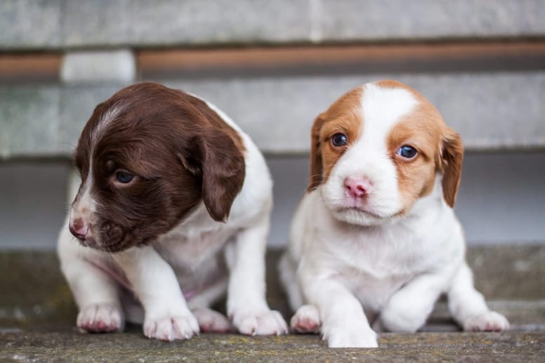 Even your puppy's treats should be healthy. 