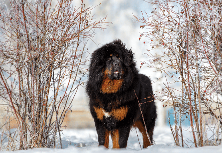 The top X of big fluffy dogs