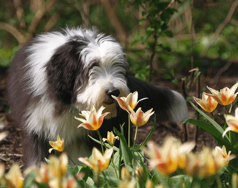 The top 10 of big fluffy dogs