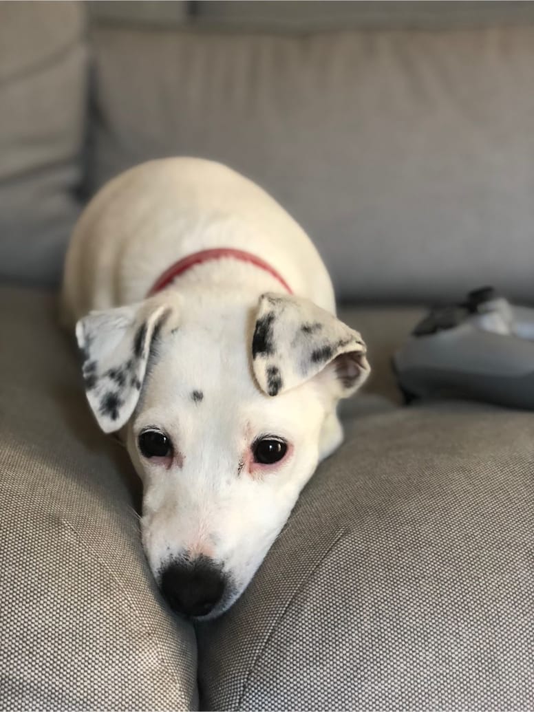 white little jack russel 