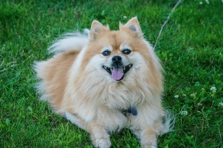 Pomeranian pup