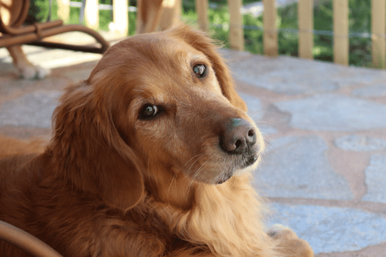 golden retriever cross poodle