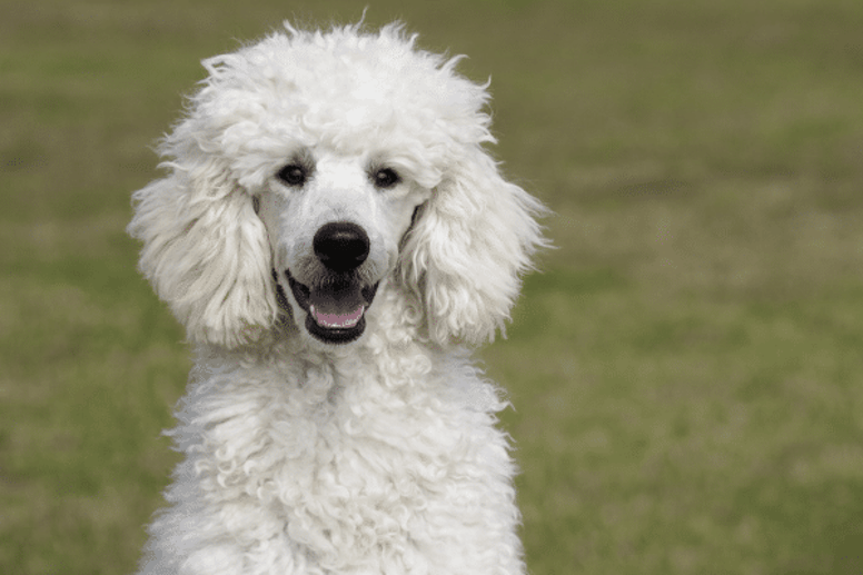 golden retriever cross poodle