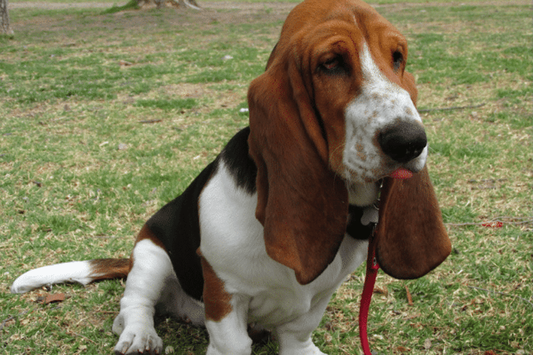 Basset Hound dog