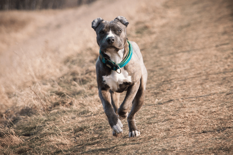 American staffordshire best sale terrier husky mix