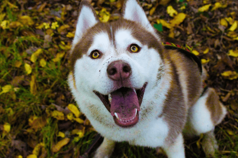 Siberian husky hot sale cross