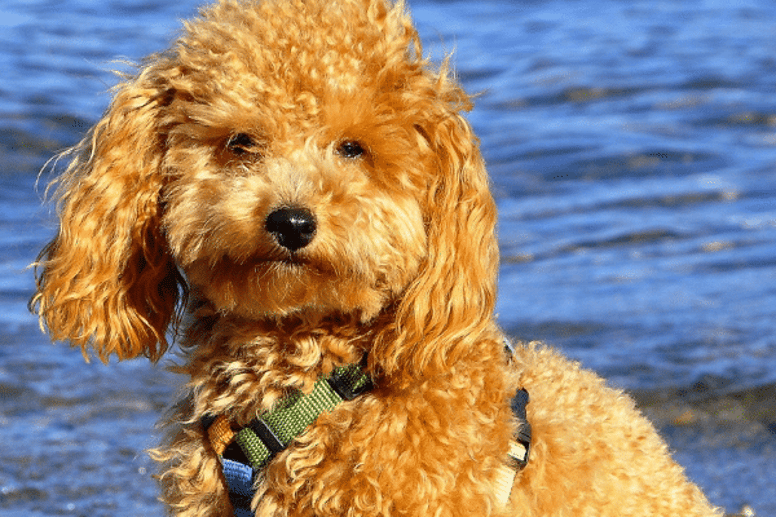 Toy Poodle