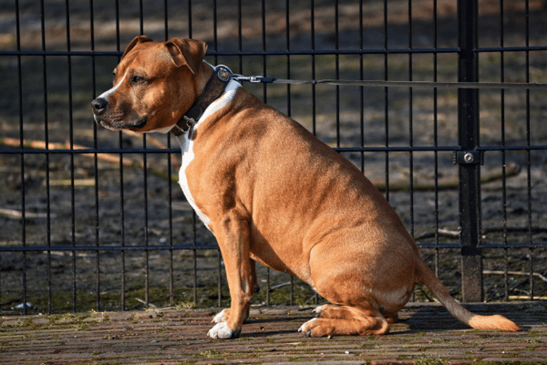 Boxer dog sitting