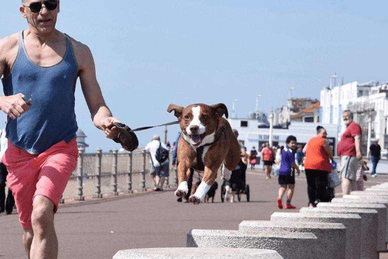 Dog running