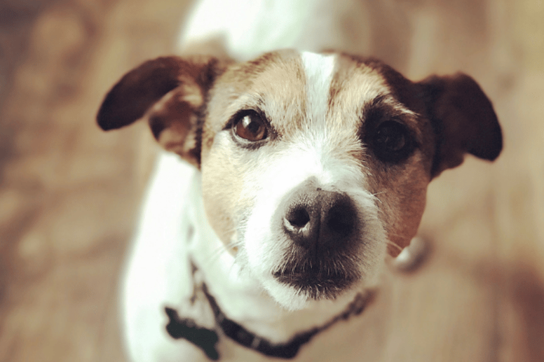 patterdale cross jack russell