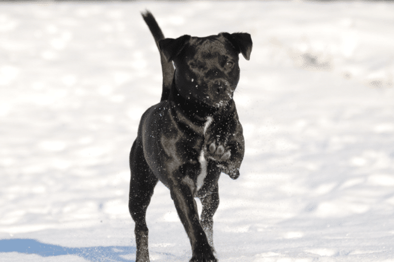 patterdale cross jack russell