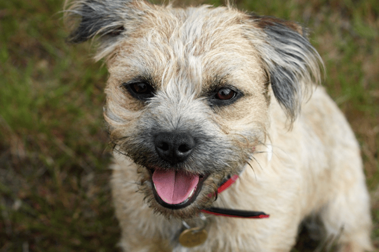 border terrier mix puppies