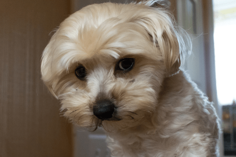 fluffy Bolognese puppy