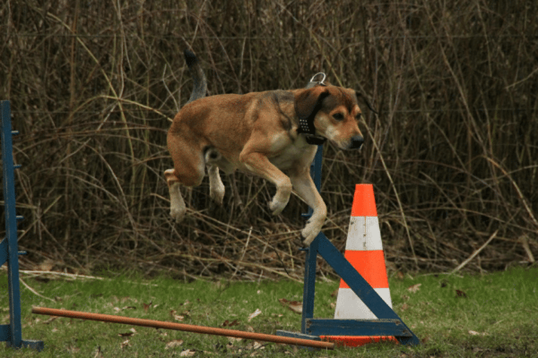 Set up your own dog agility track