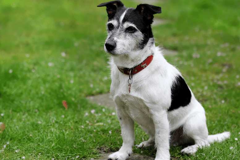 Border collie mixed with jack hot sale russell terrier