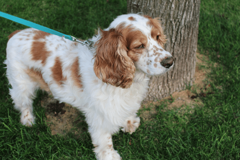 Small to medium breed the Cocker Spaniel