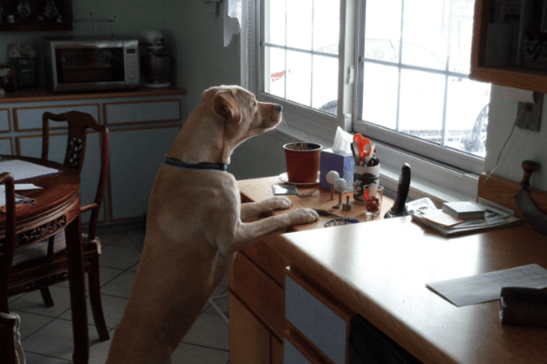 puppy barking at the window