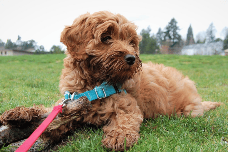 Puppy walking exercises 