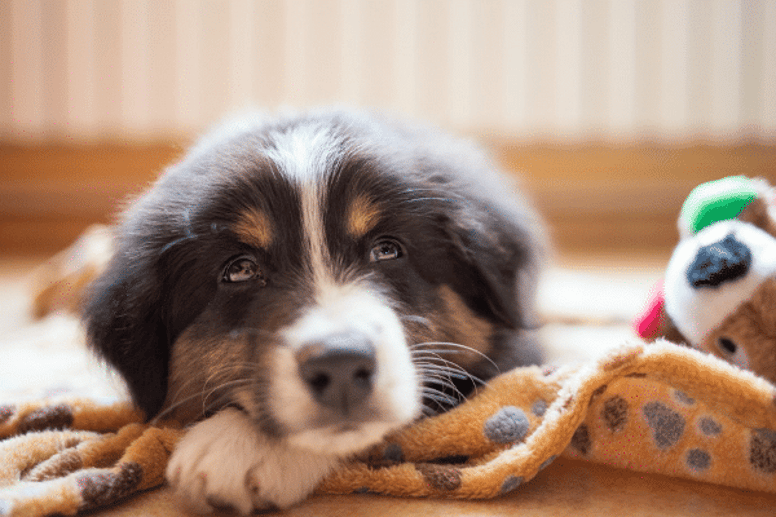 puppy on blanket