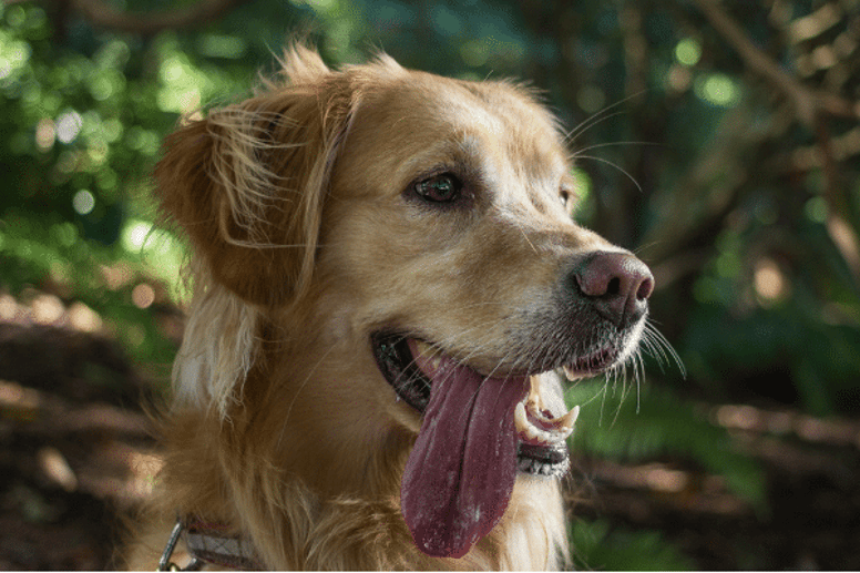 Excessive panting in dogs