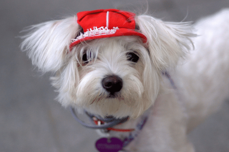 white dog breed