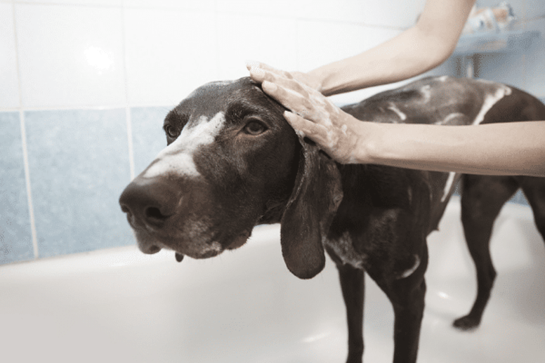 how to wash a dog