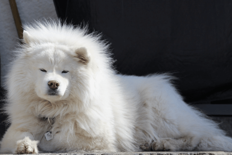 Samoyed white dog