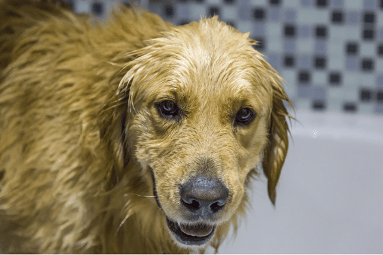 How to wash a dog