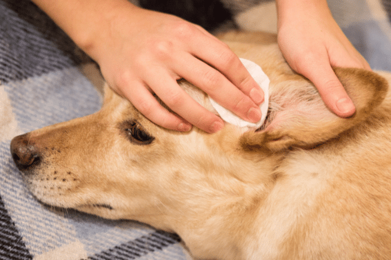 ear wash for dogs