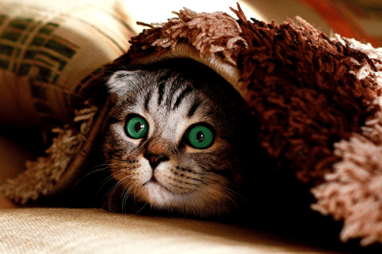 Hiding Cat 